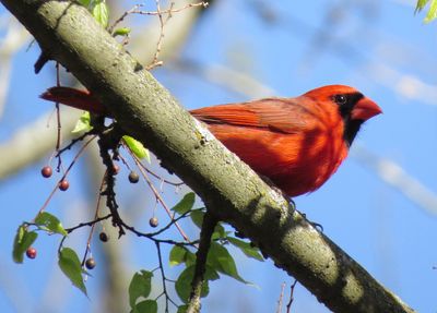 Northern Cardinal