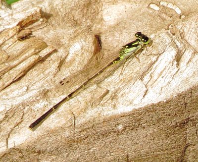 Fragile Forktail