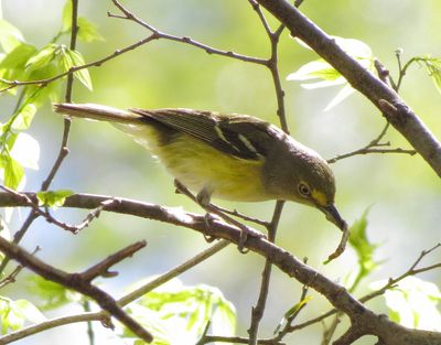 White-Eyed Vireo