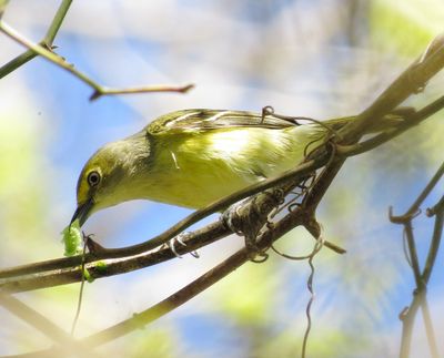 White-Eyed Vireo
