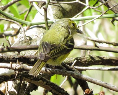 White-Eyed Vireo