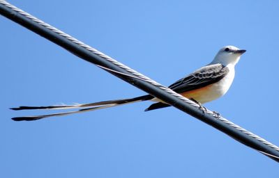 Scissor-Tailed Flycatcher