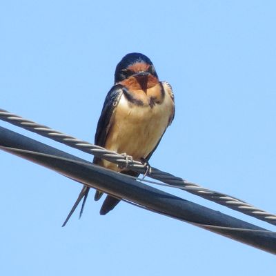 Barn Swallow