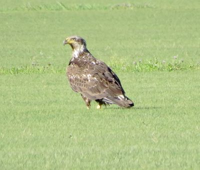 Bald Eagle