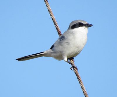 Loggerhead Shrike