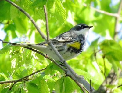 Myrtle Warbler