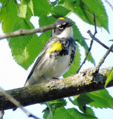 Myrtle Warbler