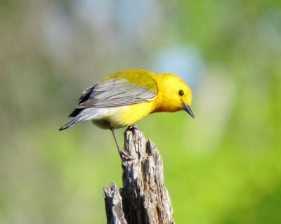 Prothonotary Warbler