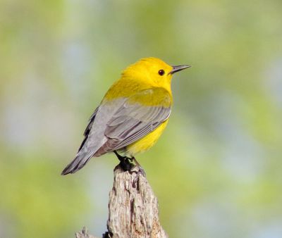 Prothonotary Warbler