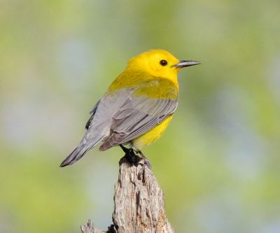 Prothonotary Warbler