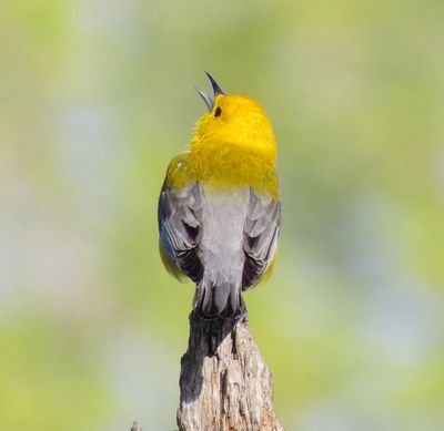 Prothonotary Warbler