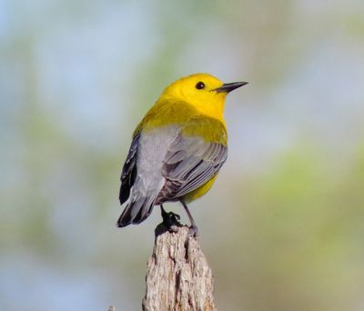 Prothonotary Warbler
