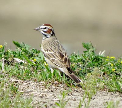 Lark Sparrow