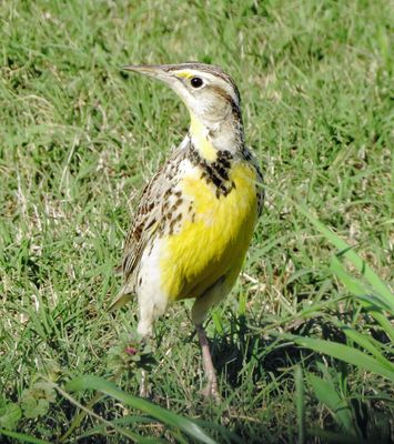 Eastern Meadowlark