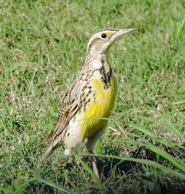 Eastern Meadowlark