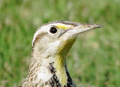 Eastern Meadowlark