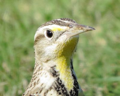 Eastern Meadowlark