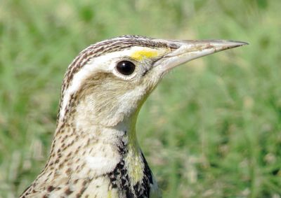 Eastern Meadowlark