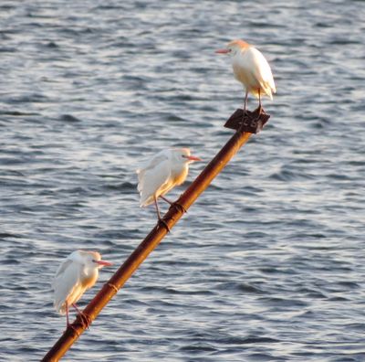 Western Cattle Egret