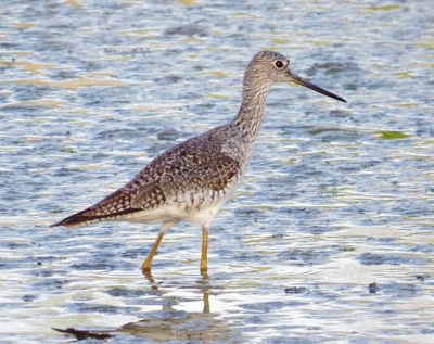 Greater Yellowlegs
