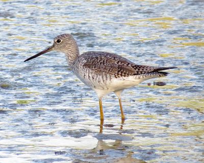Greater Yellowlegs
