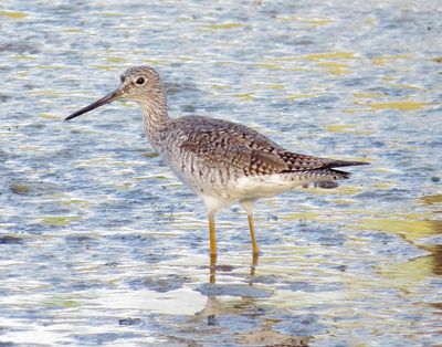 Greater Yellowlegs