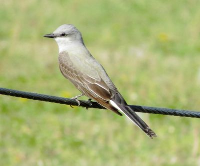 Western Kingbird