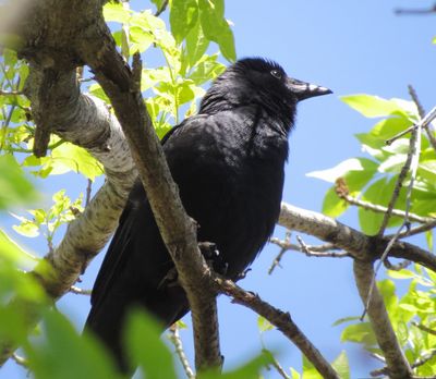 Fish Crow