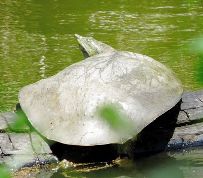 Spiny Softshell