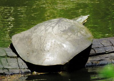 Spiny Softshell