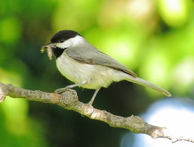 Carolina Chickadee