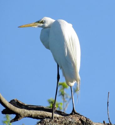 Great Egret
