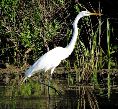 Great Egret