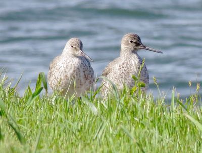 Willet