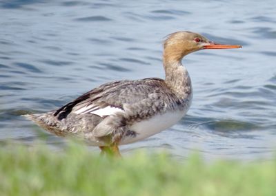 Red-Breasted Merganser