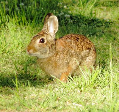 Eastern Cottontail