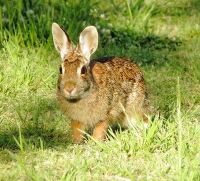 Eastern Cottontail