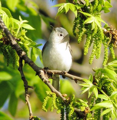 Blue-Gray Gnatcatcher