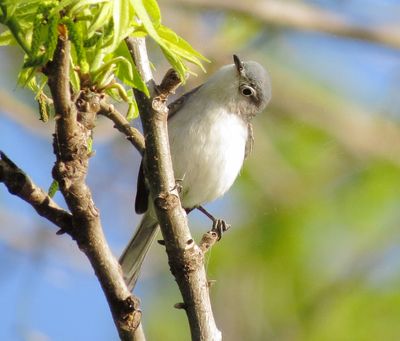 Blue-Gray Gnatcatcher