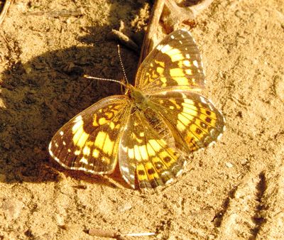 Silvery Checkerspot