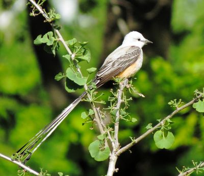 Scissor-Tailed Flycatcher