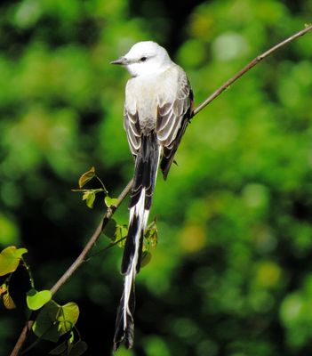 Scissor-Tailed Flycatcher