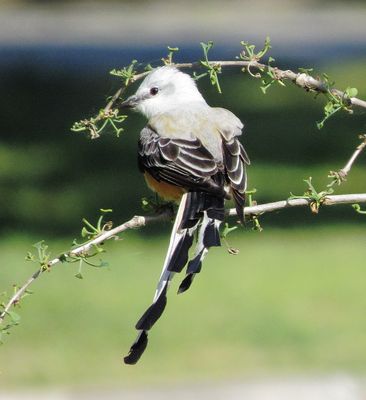 Scissor-Tailed Flycatcher