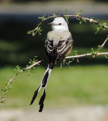 Scissor-Tailed Flycatcher