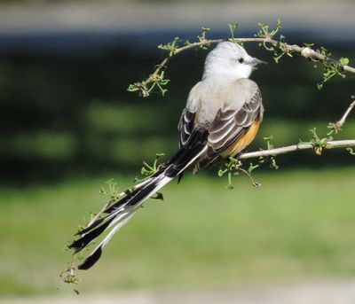 Scissor-Tailed Flycatcher