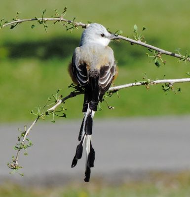Scissor-Tailed Flycatcher