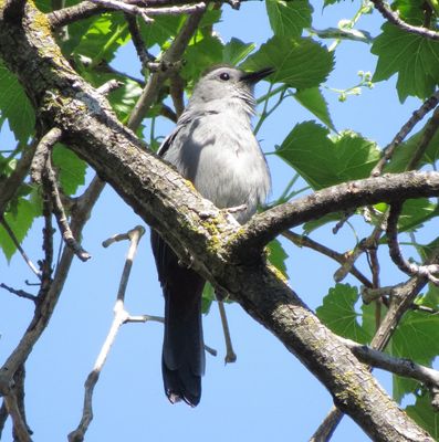 Gray Catbird