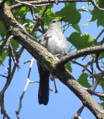 Gray Catbird