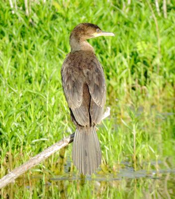 Neotropic Cormorant