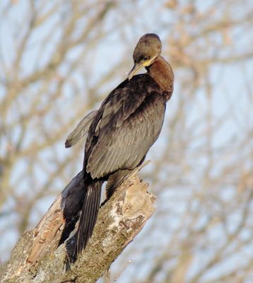 Neotropic Cormorant